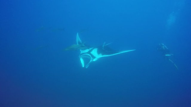 Scuba diving with Oceanic Manta Ray 