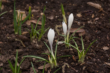 spring