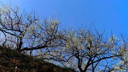 Korean apricot flowers at apricot farm in March