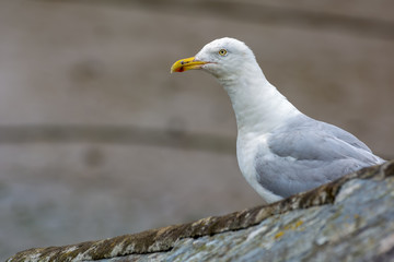 European Herring Gull (Larus argentatus)