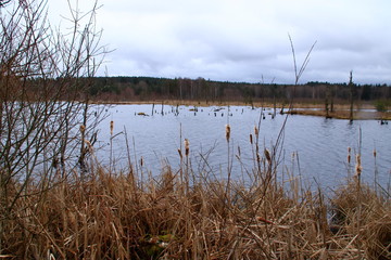 blick ins schwenninger moos im schwarzwald