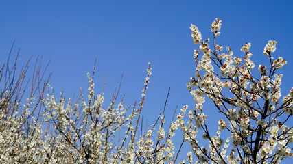 Korean apricot flowers at apricot farm in March