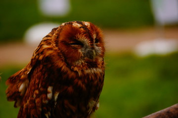 happy owl
