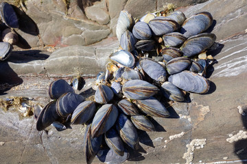 A cluster of Mussels on the rocks at Bude