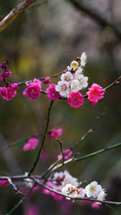 Korean apricot flowers at apricot farm in March