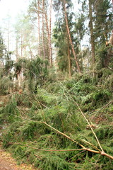 Fototapeta premium Sturmschäden im Schwarzwald nach einem schweren Sturm