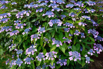 Blue Lacecap Hydrangea flowering profusely