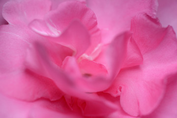 Abstract closeup pink nerium oleander flower.