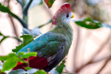 Red-crested Turaco (Tauraco erythrolophus) resting in a tree