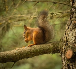 Naklejka na ściany i meble Close-up of a red squirrel sittin on branch in a green forest and peeling a pine con