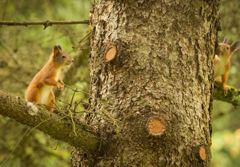 Two red squirrels playing around an old pine tree in a green forest 