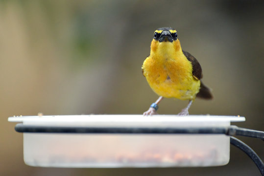 Black-necked Weaver (Ploceus nigricollis) perched on a dish of food