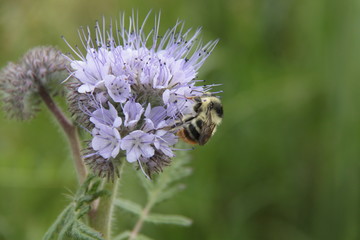 Bienenfreund mit Biene