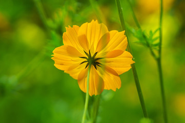 flower under sunlight 
