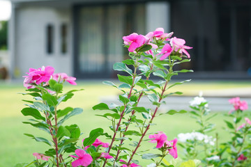 Closeup blossom flowers grow in the garden of backyard with blurred modern house in background