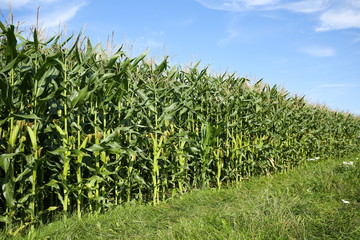 corn field on a summer sunny day