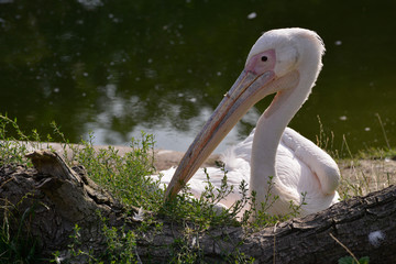Great White Pelican (Pelecanus onocrotalus) resting by the lake