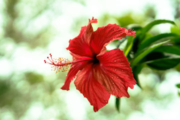  hibiscus flower