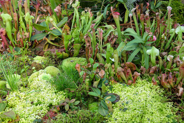 Fototapeta premium Close up the Nepenthes plant in asia garden at singapore
