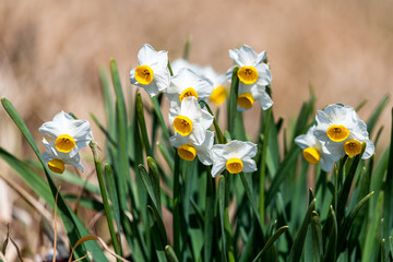 Fototapeta premium 手取川堰堤のスイセン