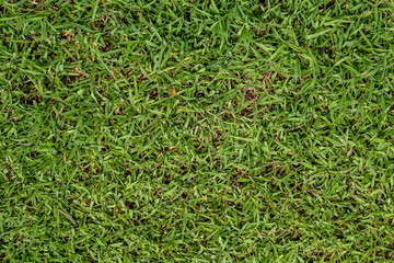 The green grass background for texture nature