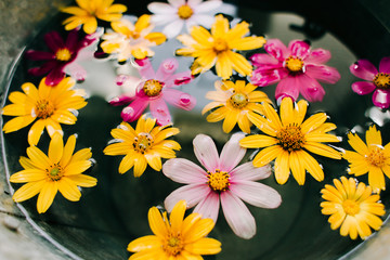 colorful flowers in a bucket of water on a pink background