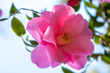 Pink flowers of camellia x williamsii brigadoon