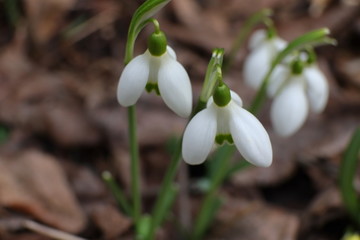 Schneeglöckchen, Blüten, Frühling