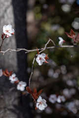Spring bloom of cherry plum