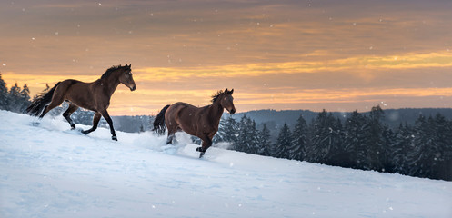 Fototapeta na wymiar Two Westphalian horses run through deep snow. The snow splashes up. In the background is a forest. The sky is orange and red, it's sunset.....