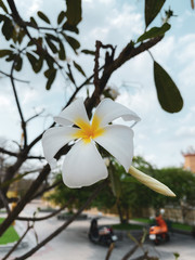 Plumeria with clipping path, one is already blooming while another one still close.