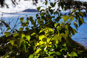 Fototapeta premium Colorful Green Leafs shined by the sunlight in the woods by the Pacific Ocean Coast during a sunny winter day. Taken in Whytecliff Park, West Vancouver, British Columbia, Canada. Natural Background