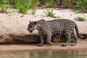Wild Jaguar crossing the river back, Pantanal, Brazil 