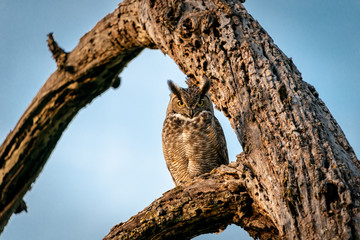 Great horned owl perched during golden hour