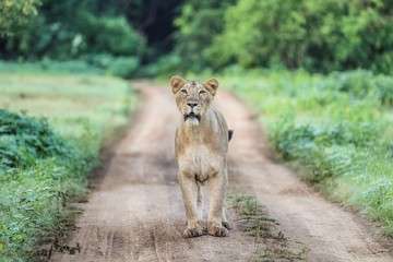 lion in zoo