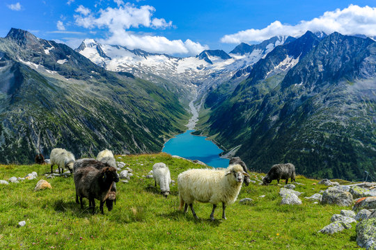 Schlegeis Stausee mit Schafe