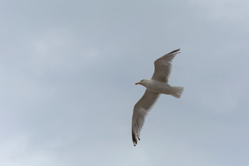 Möwe im Flug 3