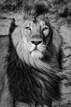 Portrait Of A Lion