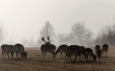 Fototapeta na wymiar deer and roe deer in the pasture