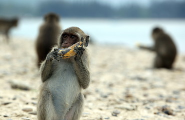 Naklejka premium ASIA THAILAND HUA HIN DOLPHIN BAY MONKEY ISLAND