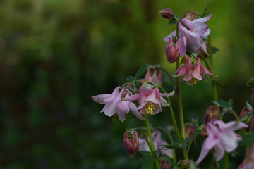 Flowers of Aquilegia vulgaris or European columbine, Common columbine, Granny's nightcap, Granny's bonnet