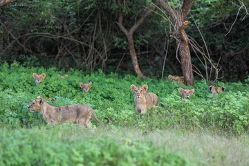 fallow deer in the forest