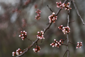 Apricot flower bud on a tree branch. Branch with tree buds