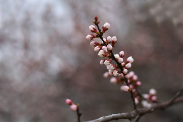 Apricot flower bud on a tree branch. Branch with tree buds