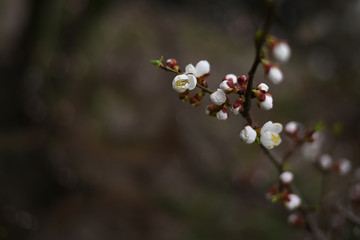 Apricot flower bud on a tree branch. Branch with tree buds