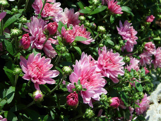 pink chrysanthemums beautiful flowers  in the garden