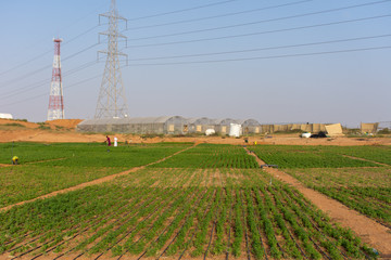 Desert Farm contrast with green crops and blue sky in the desert sand in the United Arab Emirates (UAE). Camel feed growing by greenhouses.