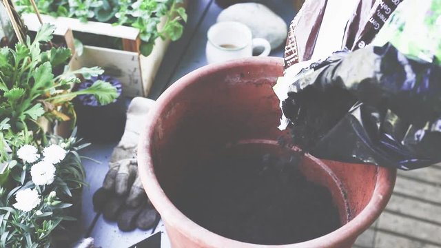 Fr&uuml;hling, Blumen und Pflanzen in Tont&ouml;pfe einpflanzen. 