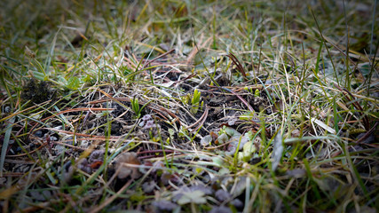 crocus flowers growing in the garden