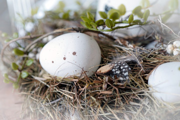 Obraz premium in a bird nest lying eggs